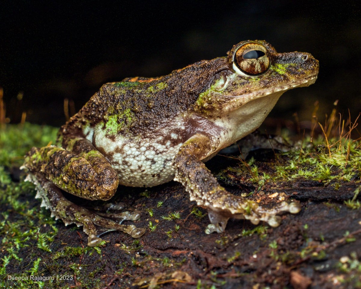 Pseudophilautus cavirostris Gunther 1869